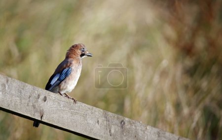 Photo for Eurasian jays perched up around the farm - Royalty Free Image