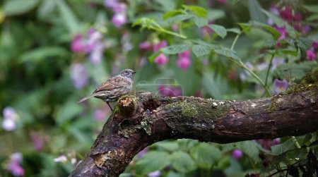 Photo for Dunnock foraging in the woods - Royalty Free Image