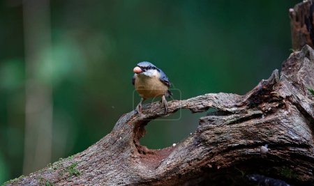 Photo for Nuthatch perched on a log - Royalty Free Image