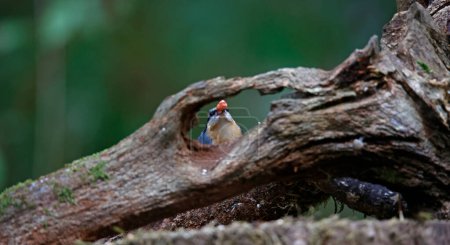 Photo for Nuthatch perched on a log - Royalty Free Image