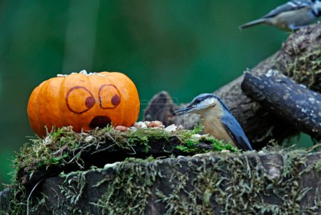 Photo for Nuthtach and a pumpkin at a feeding site - Royalty Free Image