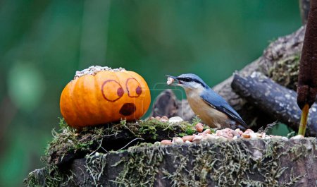 Photo for Nuthtach and a pumpkin at a feeding site - Royalty Free Image