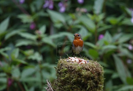 Foto de Eurasia robin alimentación en el bosque - Imagen libre de derechos