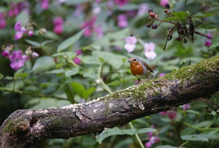Foto de Eurasia robin alimentación en el bosque - Imagen libre de derechos