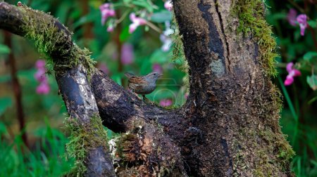 Photo for Dunnock searching for food in the woods - Royalty Free Image
