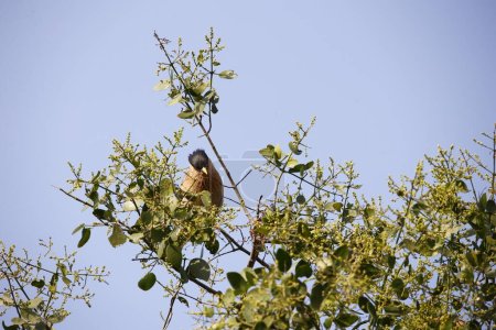Foto de Estorninos Brahminy posados en un árbol - Imagen libre de derechos