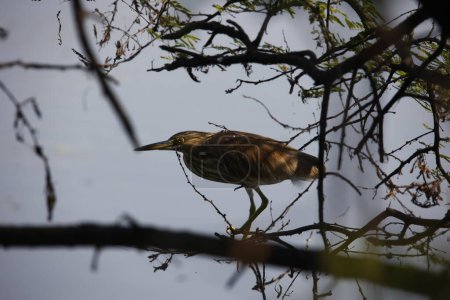 Indian pond heron searching for food