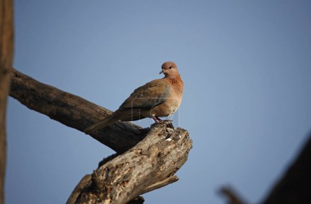 Laughing dove in the Indian forests