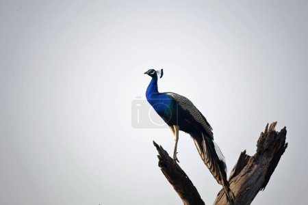 Peacock perched high in a tree