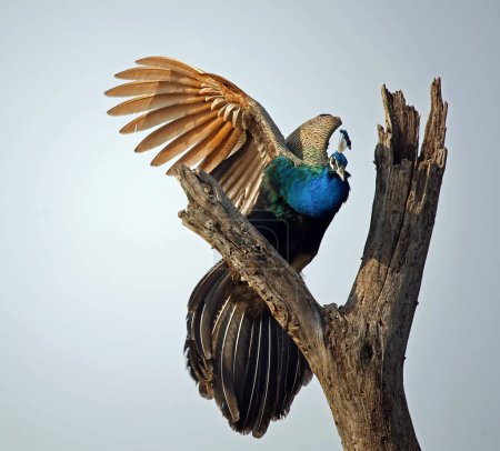 Peacock perched high in a tree