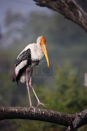 Painted storks in India