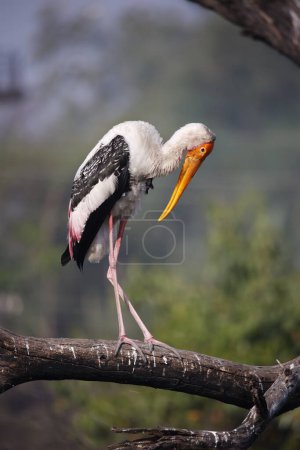 Painted storks in India