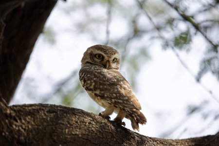Spotted owlet perched in a tree