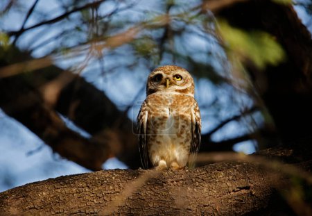 Spotted owlet perched in a tree