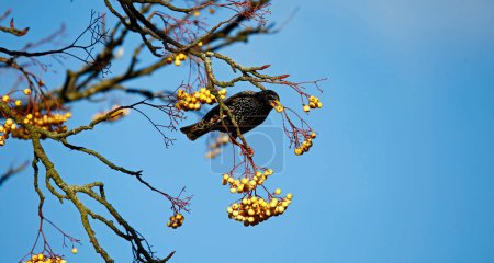 Starling feeding on winter berries