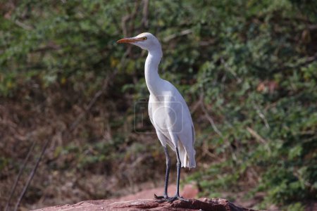 Cattle egret perched on a rock