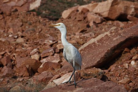 Cattle egret perched on a rock