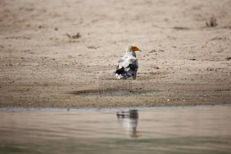 Egyptian vulture on the Chambal river in India