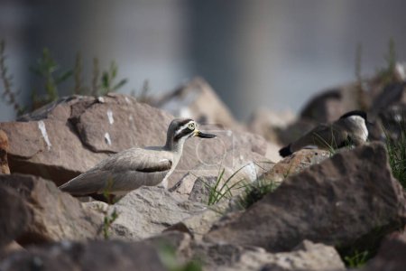 Great thick knee on the Chambal river India