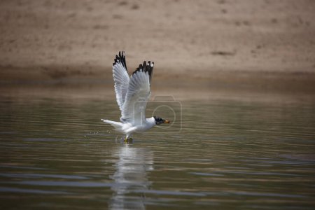 Pallas' gull on the Chambal river