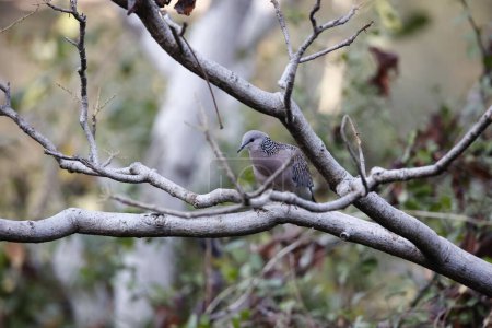 Laughing dove perched in a tree