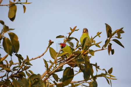 Téléchargez les photos : Perruche à tête de prunier dans la forêt indienne - en image libre de droit