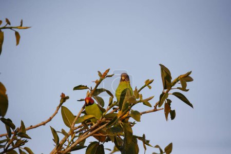 Plum headed parakeet in the Indian forest