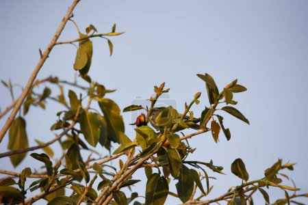 Téléchargez les photos : Perruche à tête de prunier dans la forêt indienne - en image libre de droit