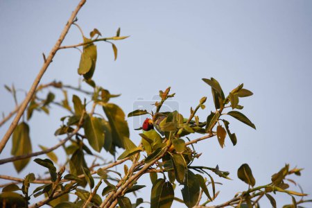 Plum headed parakeet in the Indian forest