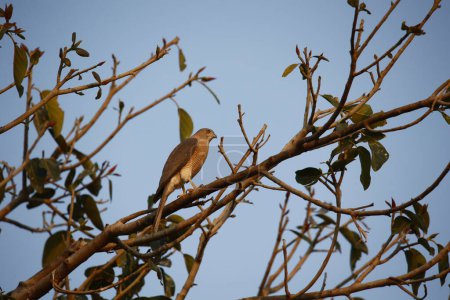 Shikra perched in a tree in the Indian forest