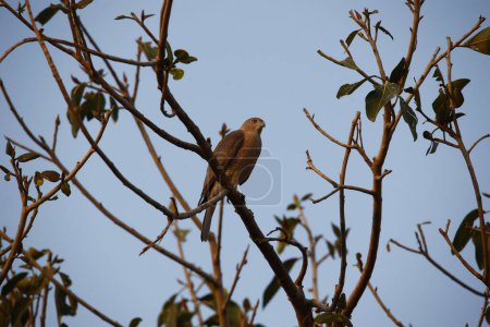 Shikra perched in a tree in the Indian forest