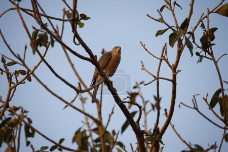 Photo for Shikra perched in a tree in the Indian forest - Royalty Free Image