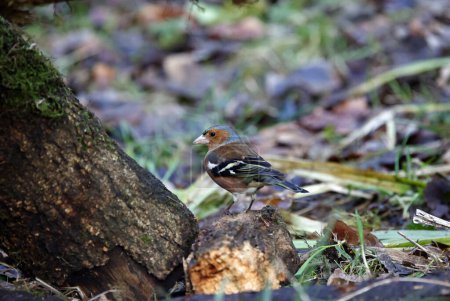 Male chaffinch feeding in the woods
