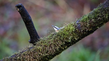 Photo for Nuthatch foraging in the woods - Royalty Free Image