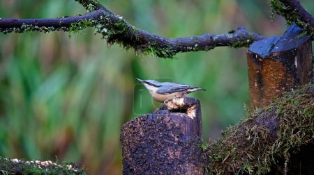 Nuthatch foraging in the woods