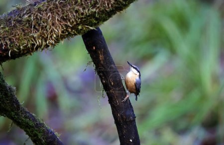 Nuthatch foraging in the woods