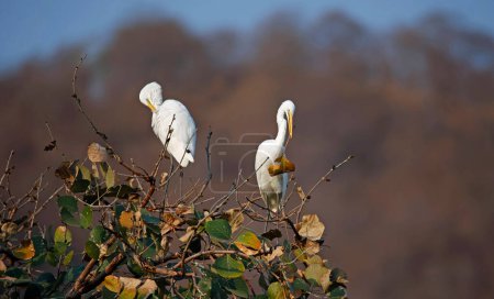Intermediate egrets at the top of a tree
