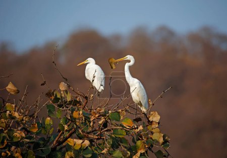 Intermediate egrets at the top of a tree