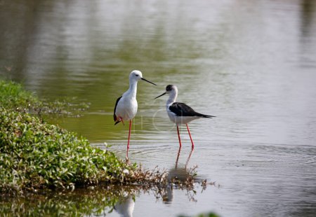 Black winged stilts in India