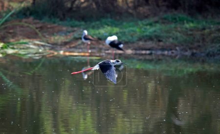 Black winged stilts in India
