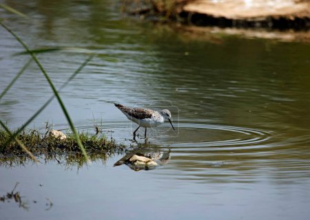 Greenshank searching for food in a pond in Ondia