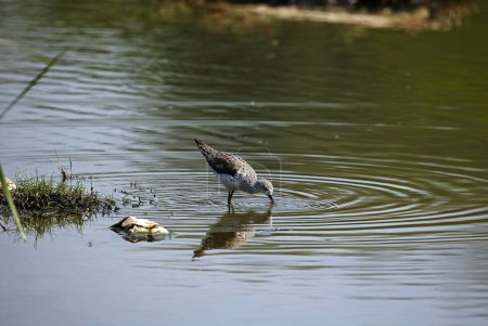 Téléchargez les photos : Greenshank à la recherche de nourriture dans un étang à Ondia - en image libre de droit