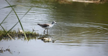 Greenshank searching for food in a pond in Ondia