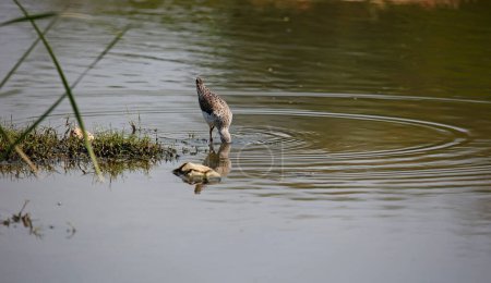 Téléchargez les photos : Greenshank à la recherche de nourriture dans un étang à Ondia - en image libre de droit