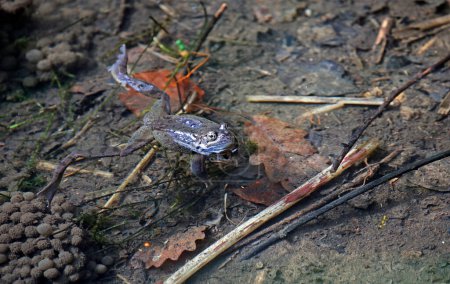Grenouilles se reproduisant dans un étang