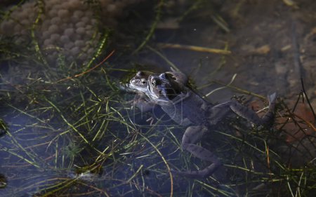 Ranas criando en un estanque