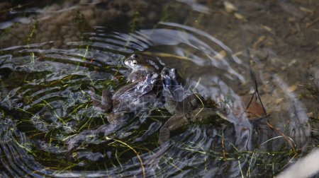 Téléchargez les photos : Grenouilles se reproduisant dans un étang - en image libre de droit