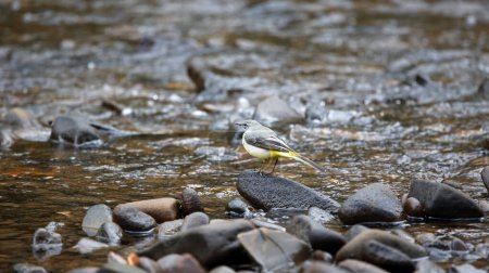 Téléchargez les photos : Queue d'aigle grise se nourrissant le long de la rivière - en image libre de droit