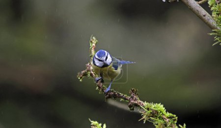 Blue tit perched in the rain