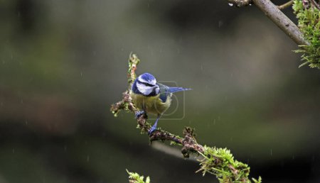 Blue tit perched in the rain